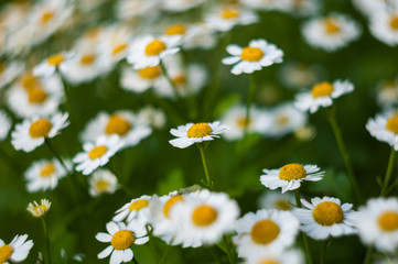Fototapeta premium white daisy in the summer garden