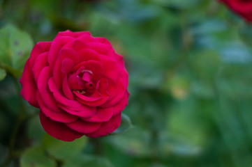 red blooming rose in the summer garden
