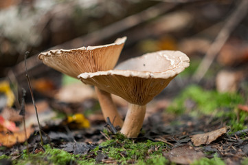 poisonous mushrooms in the autumn forest