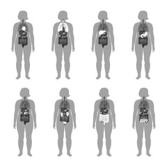 internal organs in obese female body