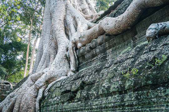 Tree growing trough the wall at the Ankor Wat temples