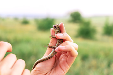 The lizard hisses menacingly in the girl's hands.