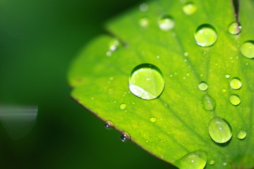 gouttes d'eau et plante verte