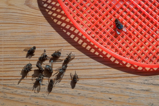 dead flies killed by a fly swatter