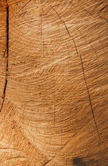 Fototapeta premium Old wooden oak tree cut surface. Detailed warm dark brown and orange tones of a felled tree trunk or stump.