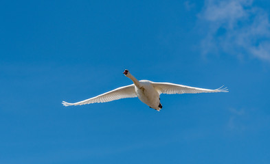 un cygne  en vol