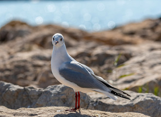 Une mouette sur les rochers
