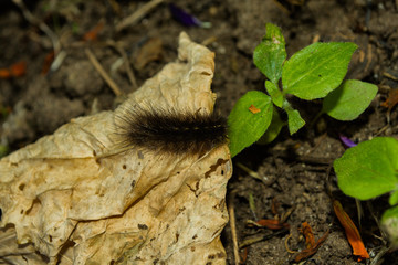 A dark hairy caterpillar eats a yellow dry leaf. Caterpillar close-up. Soft selective focus.