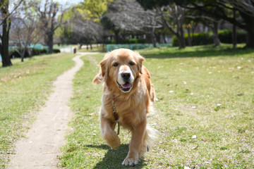 ゴールデンレトリーバー