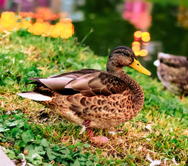 duck on grass