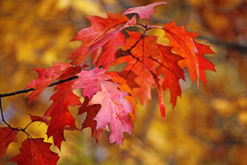autumn maple leaf tree background