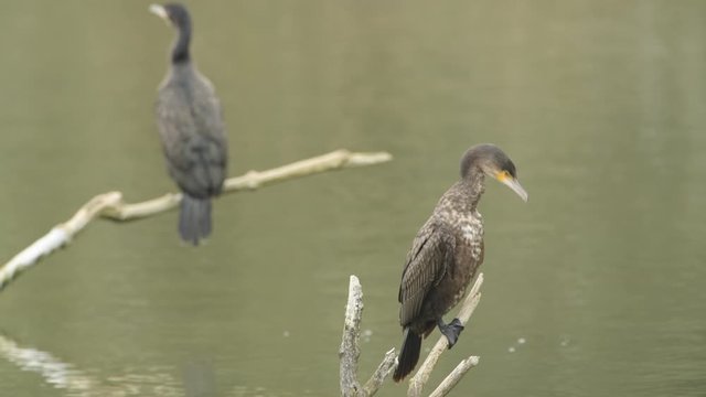 Great cormorant or great black cormorant juvenile and adult sitting on sticks and cleaning their feathers.