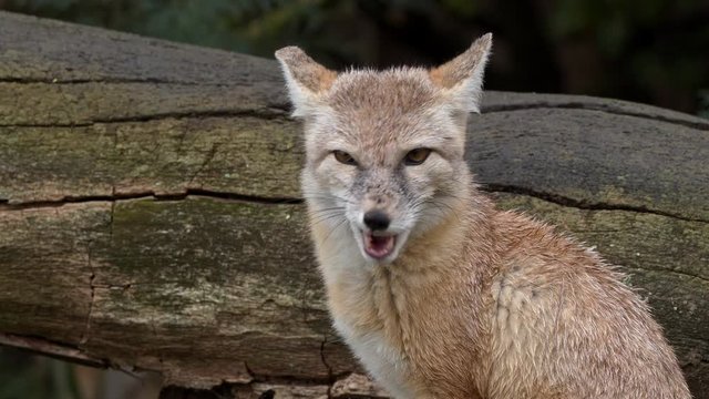 Corsac fox greedy