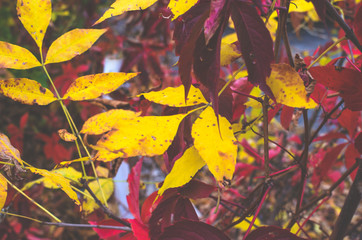 Withered colorful autumn leaves pattern texture