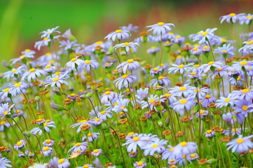 Fototapeta premium field of daisies