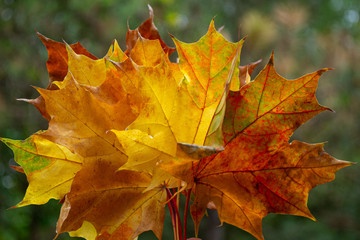 Maple leaves on the background of autumn forest. Colorful background of autumn maple leaves close-up.  Colorful foliage in the Park. The concept of the fall season, top view.