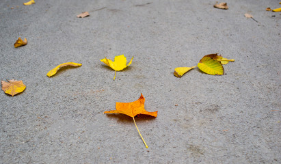 maple leaves on the sidewalk. autumn depression.  top view.