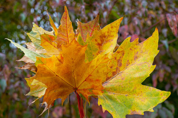 Maple leaves on the background of autumn forest. Colorful background of autumn maple leaves close-up.  Colorful foliage in the Park. The concept of the fall season, top view.