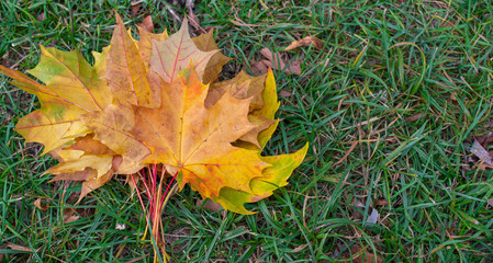 Maple leaves on the green grass. Colorful background of autumn maple leaves close-up. High quality image resolution. Multicolored foliage in the Park. Autumn season concept, top view. copy space.