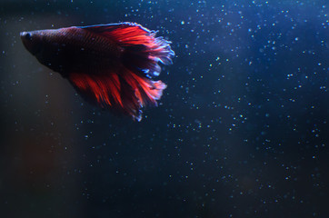Cockerel fish in blue color in aquarium, glowing silhouette and contour