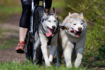 Chien de traîneau en course