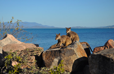 Allied Rock Wallaby, Petrogale assimilis.  Wallabies on the breakwater at Nelly Bay, Magnetic Island, Queensland, Australia. 