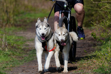 Chien de traîneau en course