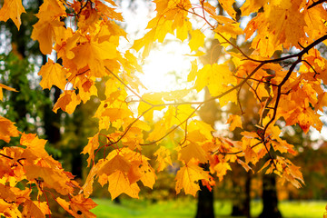 Maple leaves under evening sun in autumn