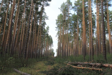 Cutting down a pine forest in autumn