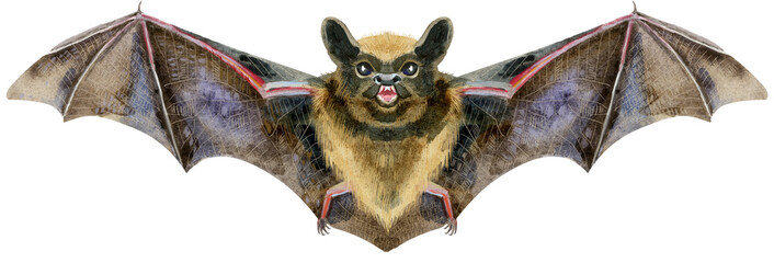 Watercolor illustration of a bat in white background.