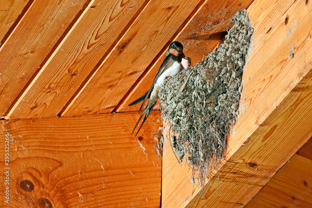 Poster Rauchschwalbe am Nest (Hirundo rustica) - Barn swallow at its nest