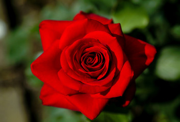 Rosenblätter Rote Rose Makro Blüte Nahaufnahme Liebe Symbol Blütenblätter weich Farbe Erotik Sinnlichkeit Lust Rose Petals weich Farbe Königin der Blumen Gehölz Garten Schöpfung Sinnbild 