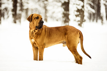 Adult Fila Brasileiro (Brazilian Mastiff) winter portrait