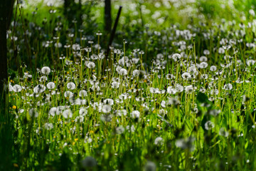 Pusteblumen Taraxacum sect. Ruderalia Wiese Löwenzahn Sommer Sonne Garten Schirmchen Wiese...