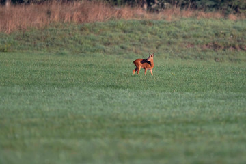 Solitary roebuck in sunny meadow.