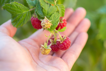 Naklejka na ściany i meble branch of ripe raspberries in a garden