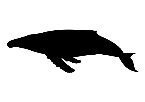Whale silhouette vector illustration isolated