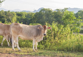 cow in a field