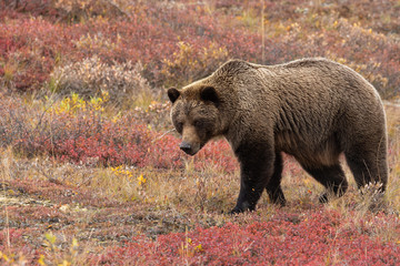 Grizzly Bear in Autumn in Alaska