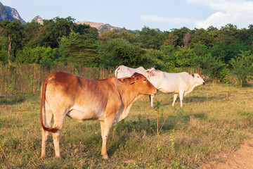 cows on a pasture