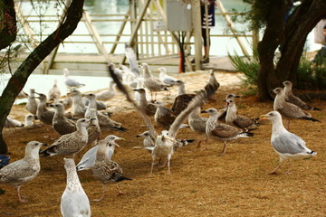 mouettes et goelands