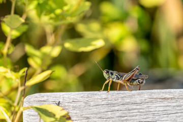 Closeup of an insect in the garden
