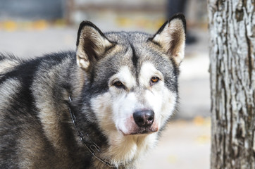 Fluffy malamute portrait photo in gray tones 