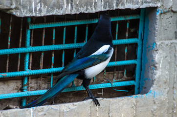 Photo of a magpie near an iron grate