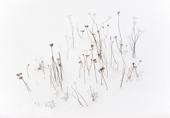 Thin dry plants stand in the snow. Pattern, background