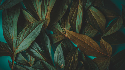 foliage on a blue background, place for text