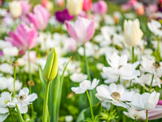 Closeup of green tulip flower bud with blurry multicolored flower background.