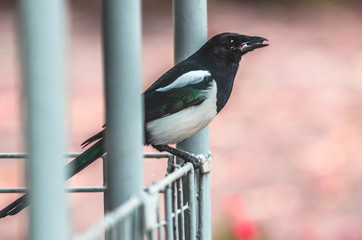 Close photo of eating magpie sitting on an iron fence on a pink background