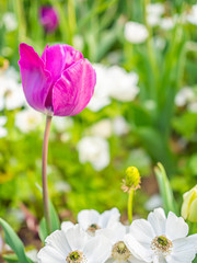 Closeup of purple tulip flower with blurry green background.