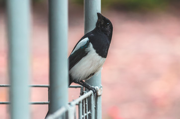Close photo of magpie sitting on an iron fence on a pink background